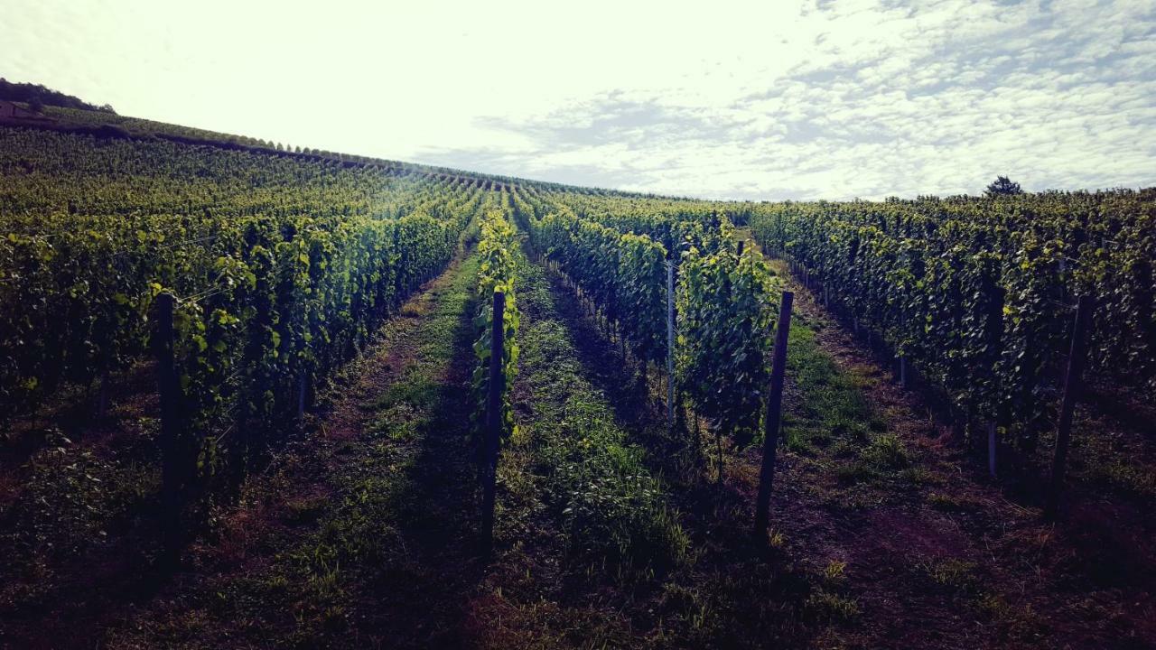 Zur Alten Rebe Ferienhaus Und Weingut Konz Extérieur photo